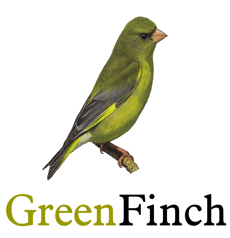 Greenfinch